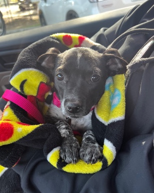 Labrador Retriever – New Home