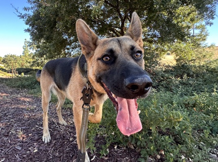 German Shepherd – German Shepherd for Sale