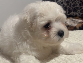 Maltese – bishon Maltese – Coventry