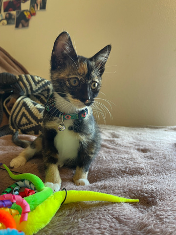Kitten for sell !