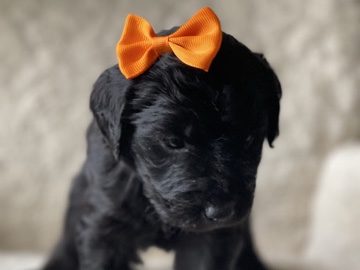 Goldendoodle – F1 Phantom Goldendoodle – West Monroe