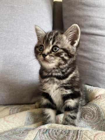 British Shorthair – British shorthair