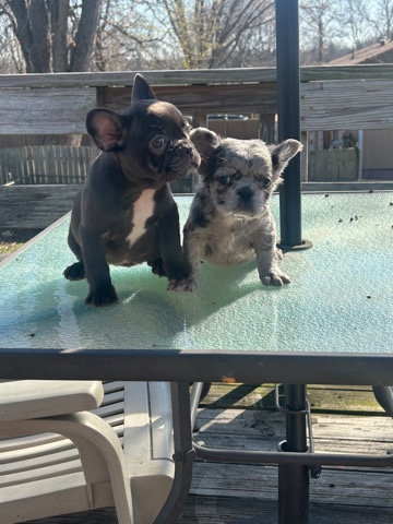 French Bulldog – French Bulldog females