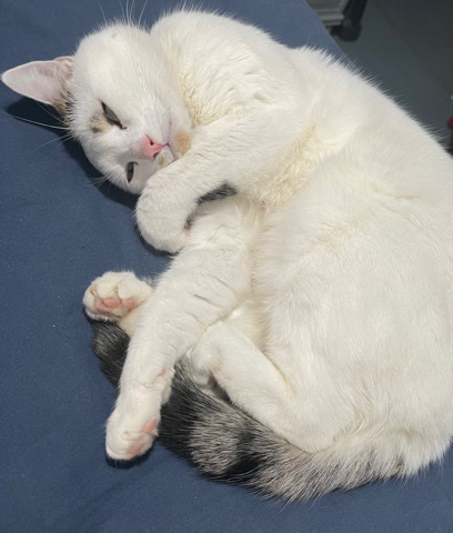Bombay – Alfie