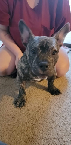 Full Breed American Bully