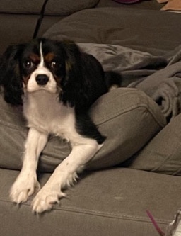 Cavalier King Charles Spaniel – King Charles Cavalier