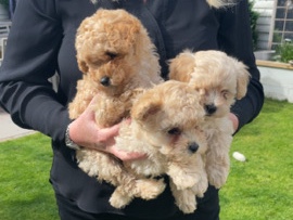 Maltipoo – Adorable Maltipoo Puppy for Sale – 10 Weeks Old – Preston