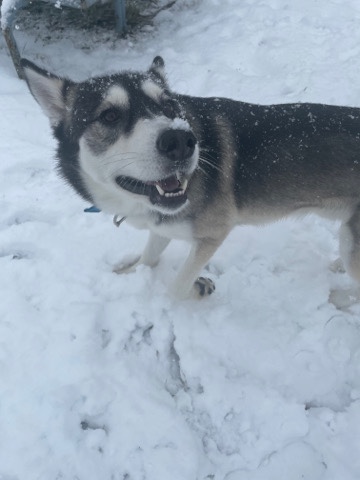 Siberian Husky – Looking to rehome my husky.