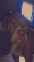American Pit Bull Terrier – Rehoming Mia (Rednose Pit Bull)