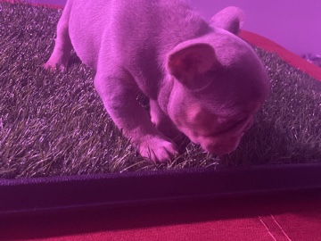 French Bulldog – frenchie bull dogs – Cincinnati