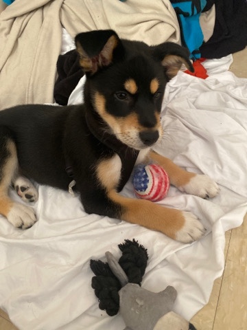 Rottweiler – looking to rehome a puppy