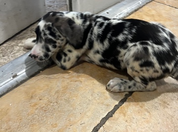Great Dane – Great Dane