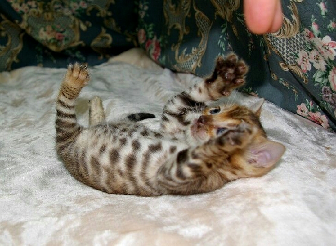 Bengal – Bengal kittens for adoption