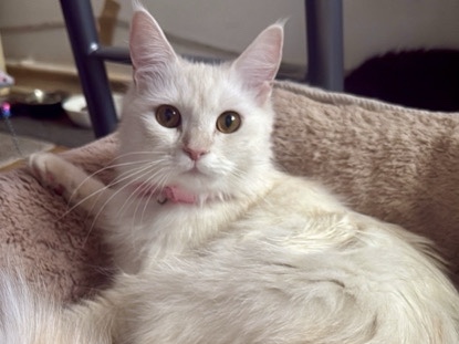 Maine Coon – Suche erfahrenen Deckkater nur Berlin – Berlin