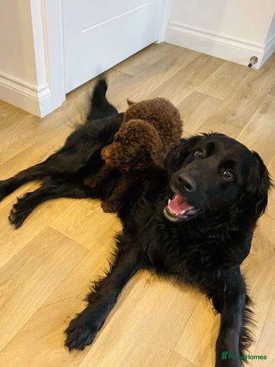 Golden Retriever – Miniature Goldendoodle puppies- Ready Now! 🐾