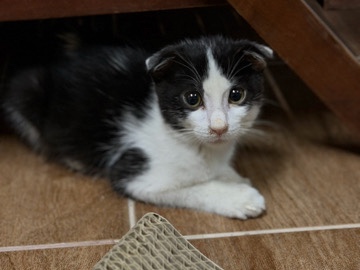 Sweet Scottish Fold mix male kitten for adoption – Al Ain