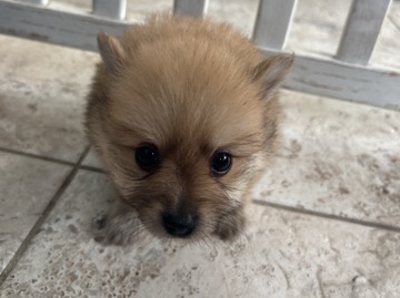 Pomeranian – Pomeranian – Los Angeles