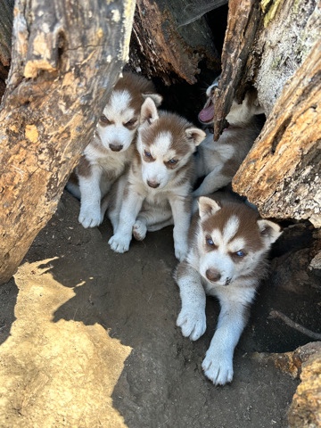 Siberian Husky – Full blooded red & white Siberian huskies