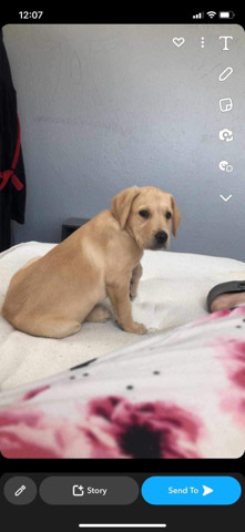 Labrador Husky – golden lab