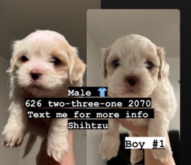 Shih Tzu – Shihtzu pure breed