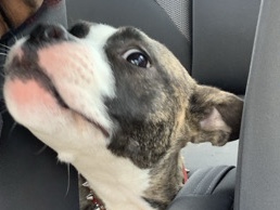 American Pit Bull Terrier – Buddy ) Pitbull-Terrier AM) – Cleveland