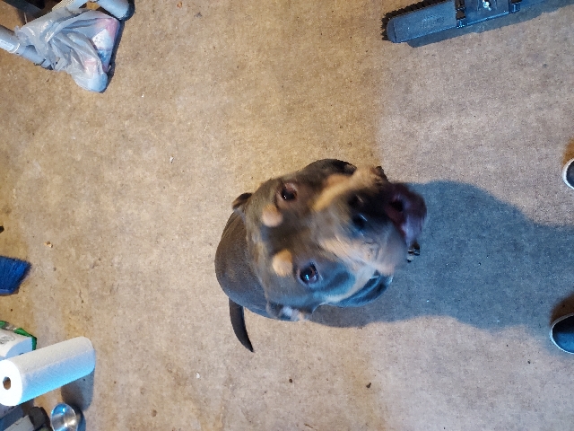 American Bulldog – 2 year old back tri female