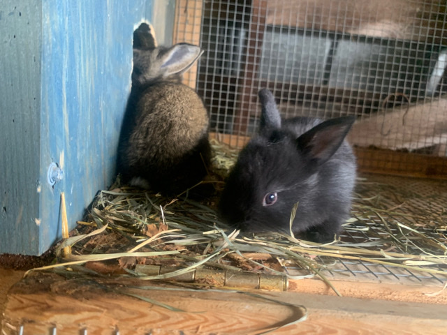 Belgian hare/ polish bunnies
