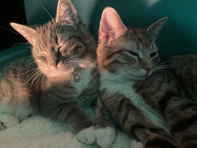 American Shorthair – 2 cats for rehousing – Upper Marlboro