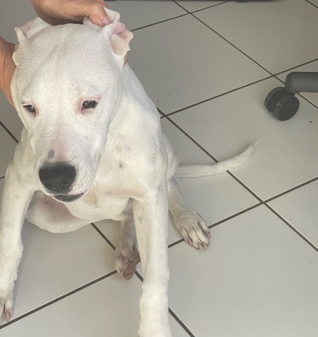 Dogo Argentino – Dogo Argentino Puppy Lovely, Charismatic