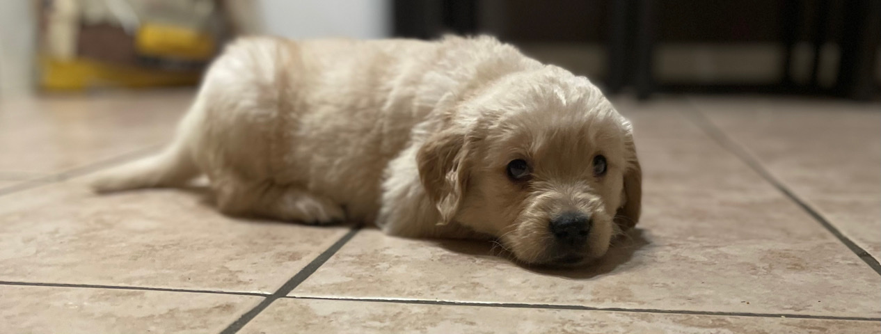 AKC Golden Retriever