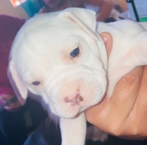 puppies/PITBULL