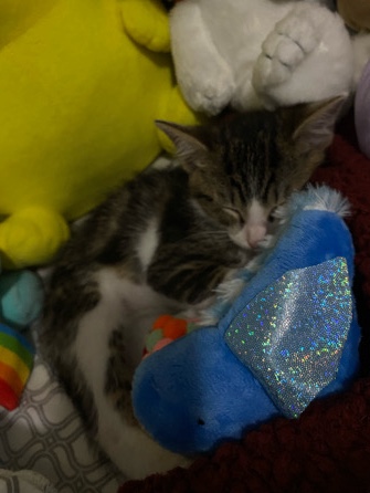 American Wirehair – selling cat asap!