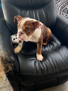 Olde English Bulldogge – Bruno The EB