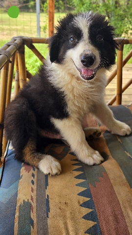 Australian Shepherd – AKC Australian shepherd puppies TriColor Male