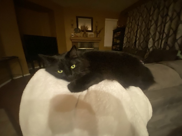 Chantilly-Tiffany - beans needs a forever home ! available for adoption in Murrieta