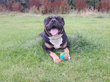 Rottweiler – Bear rottie x – Walton-le-Dale