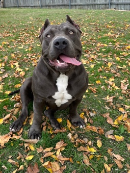 American Bully XL