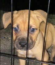 American Staffordshire Terrier – 4 month puppy