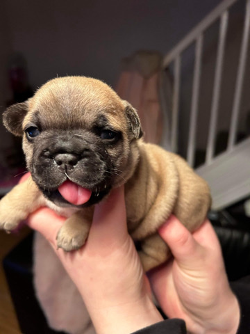 French Bulldog – Ready to leave. both girls left. frenchi pups.