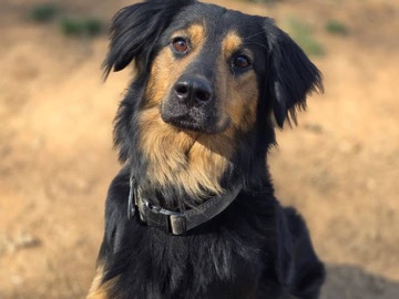 German Shepherd – vessel boa – Mooresville