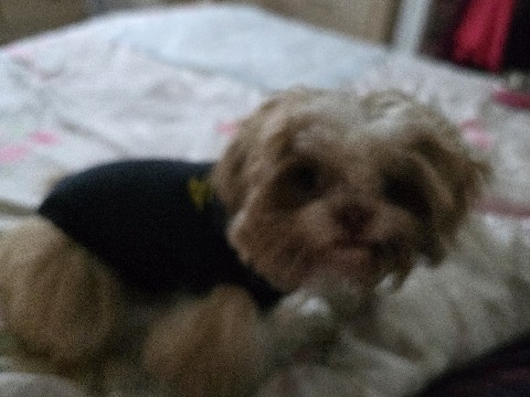 6 month old female Shih Tzu 