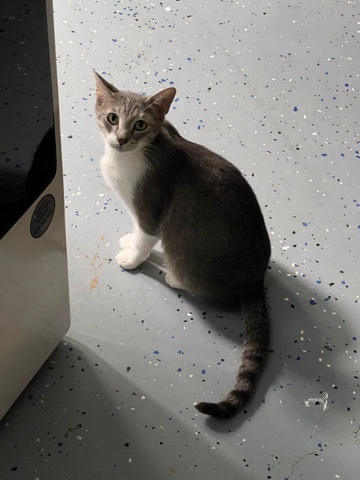 American Shorthair – mama kitty needs a home