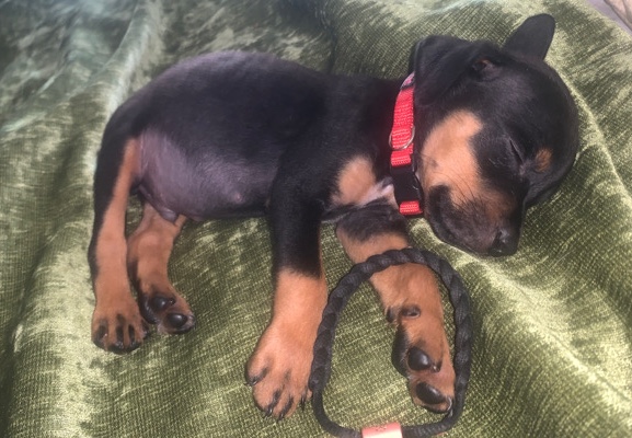 Rottweiler – my name is king