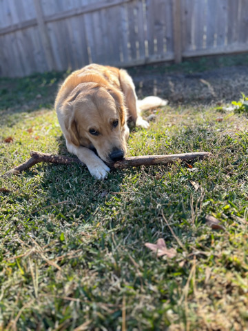 Golden Retriever – Chanel