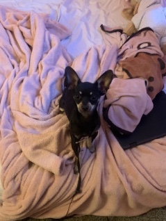Chihuahua – Mallory