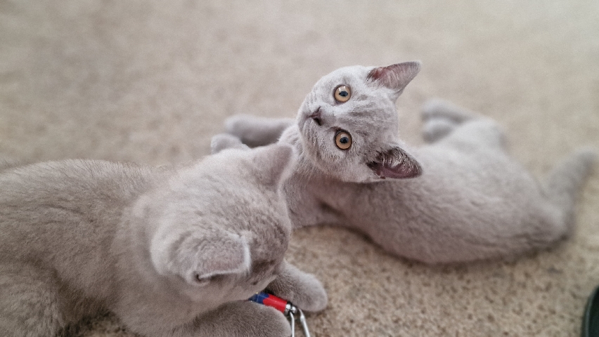 Scottish Fold – Gorgeous Scottish Fold/ straight