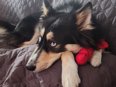 Mixed Breed – Rehoming Leia – Lakewood