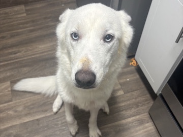 Siberian Husky – Rehoming Husky – San Antonio