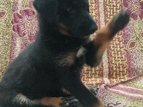 German Shepherd – German shepherd