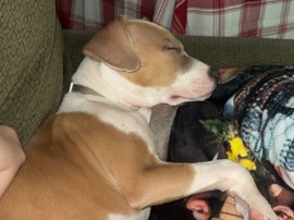 All - PUPS FOR SALE available for adoption in Dallas